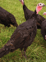 Charger l'image dans la galerie, Dinde fermière entière et vidé - Lyon boucherie

